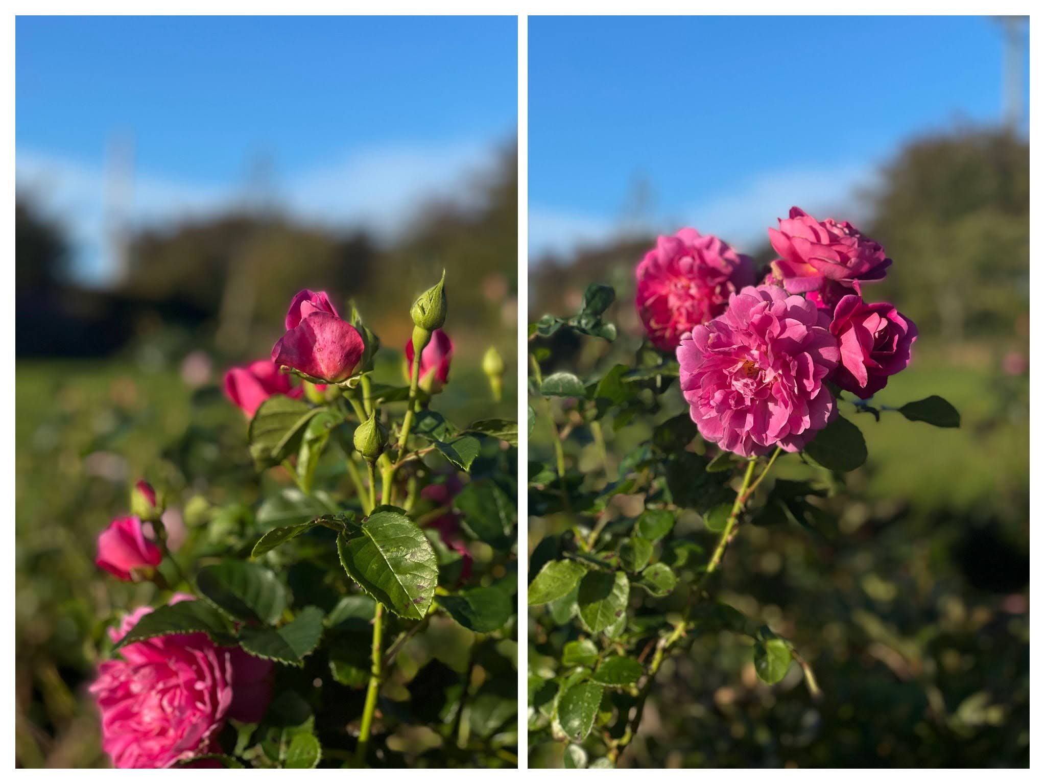 Princess Anne David Austin Rose