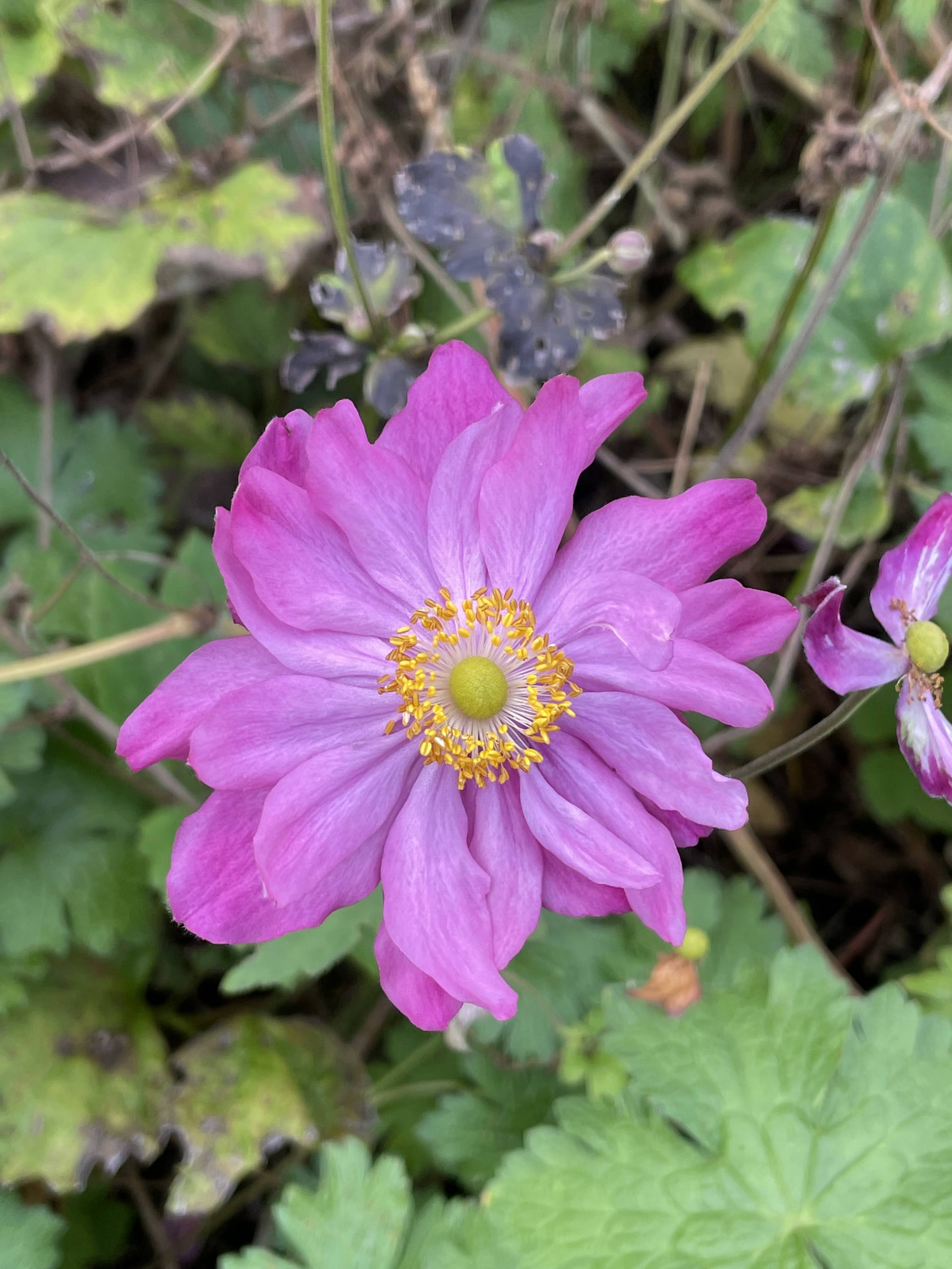 Japanese Anemone dark pink
