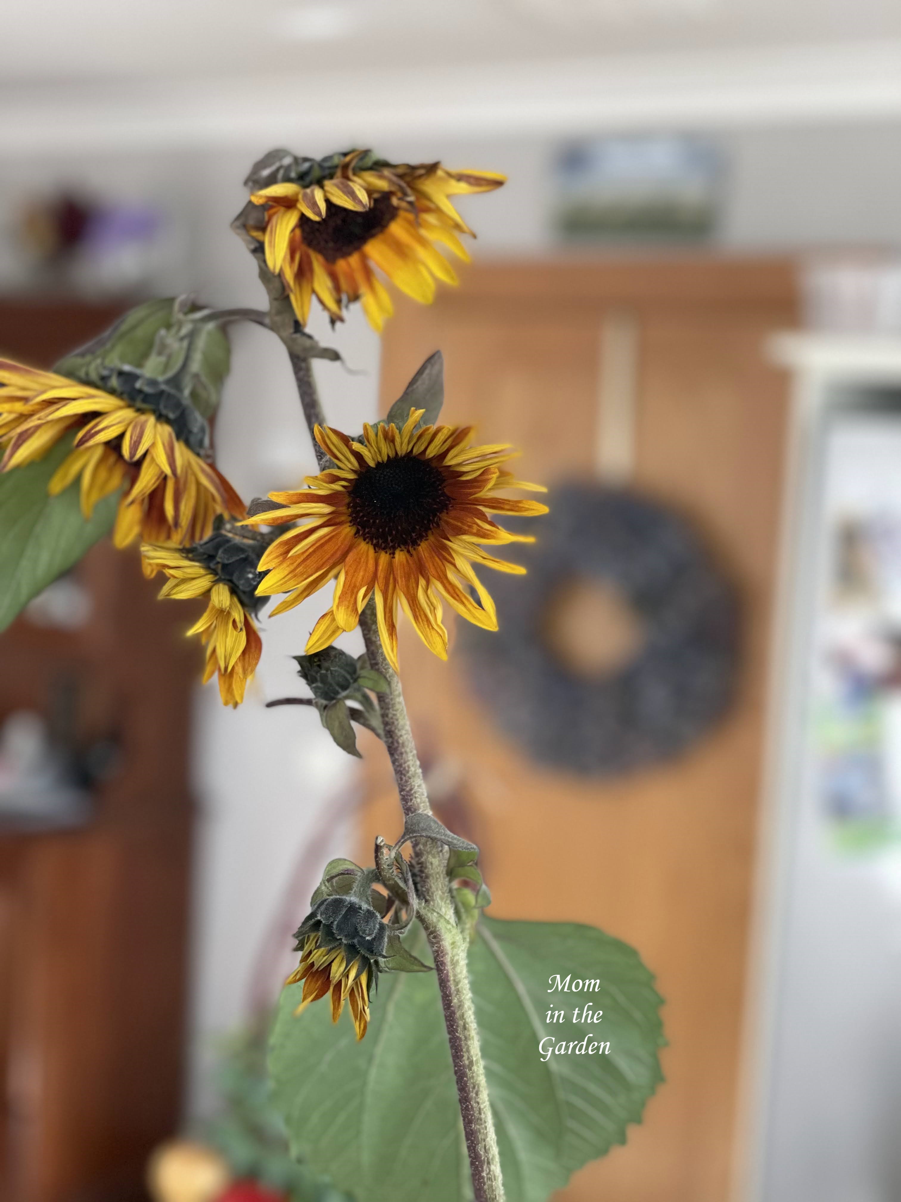 sunflower stem with multiple flowers