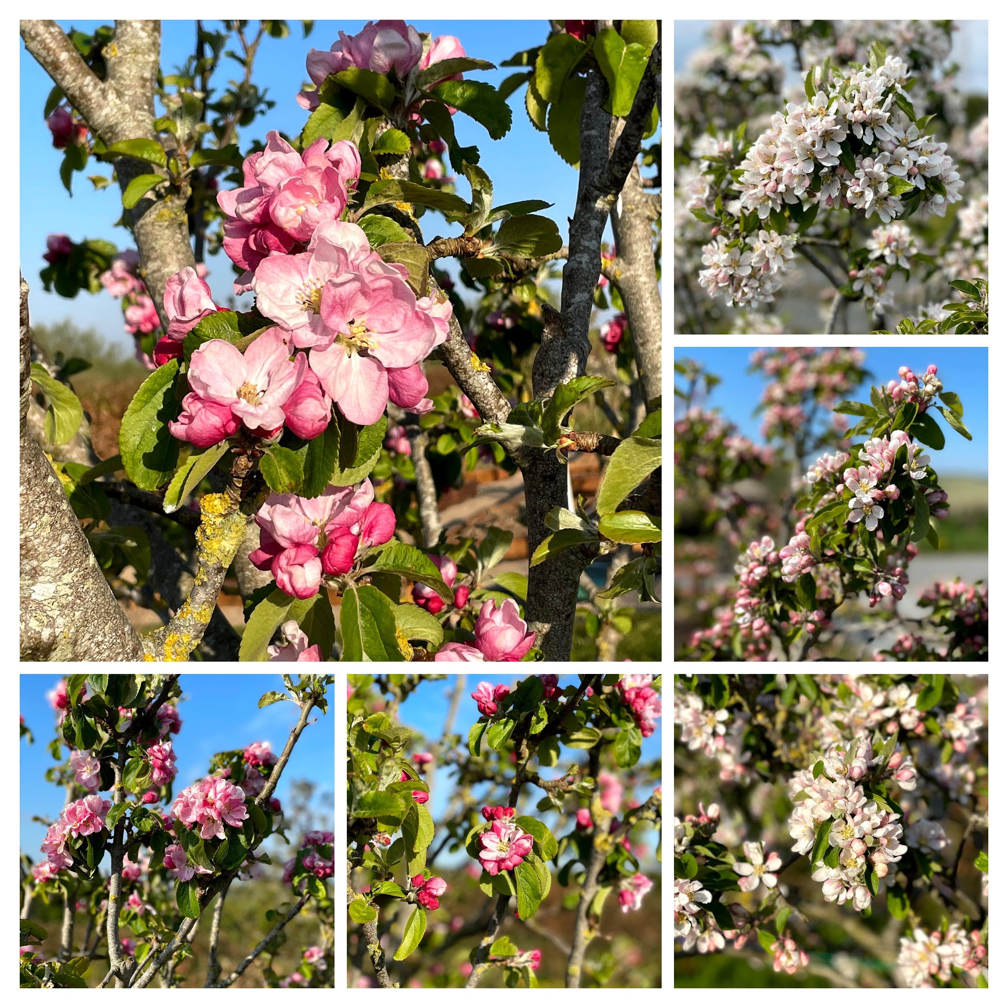 apple tree flowers