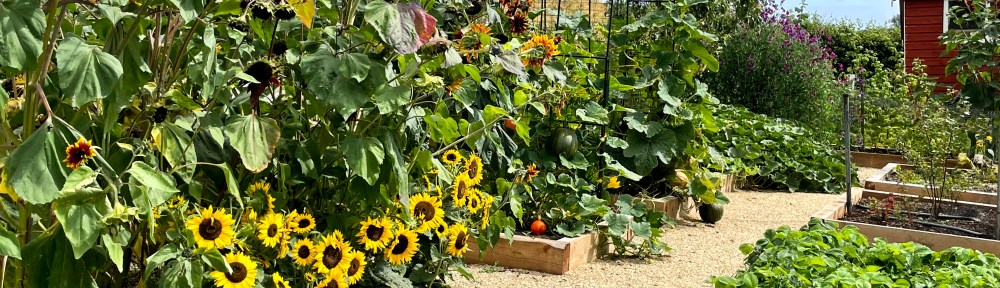 Dwarf sunflowers with pumpkin arch