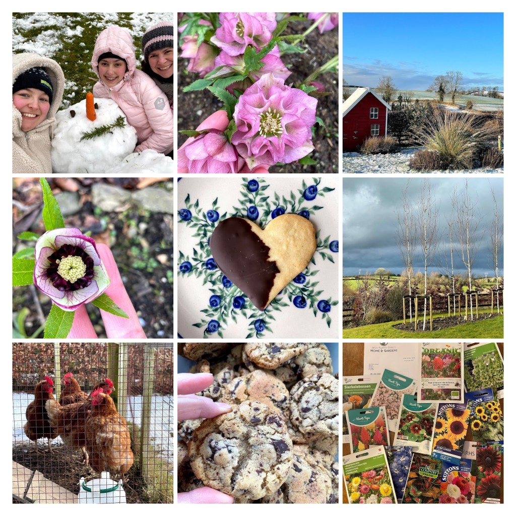 February collage of pictures, including a snowman, cookies, seed packets, a hellebore and chickens.