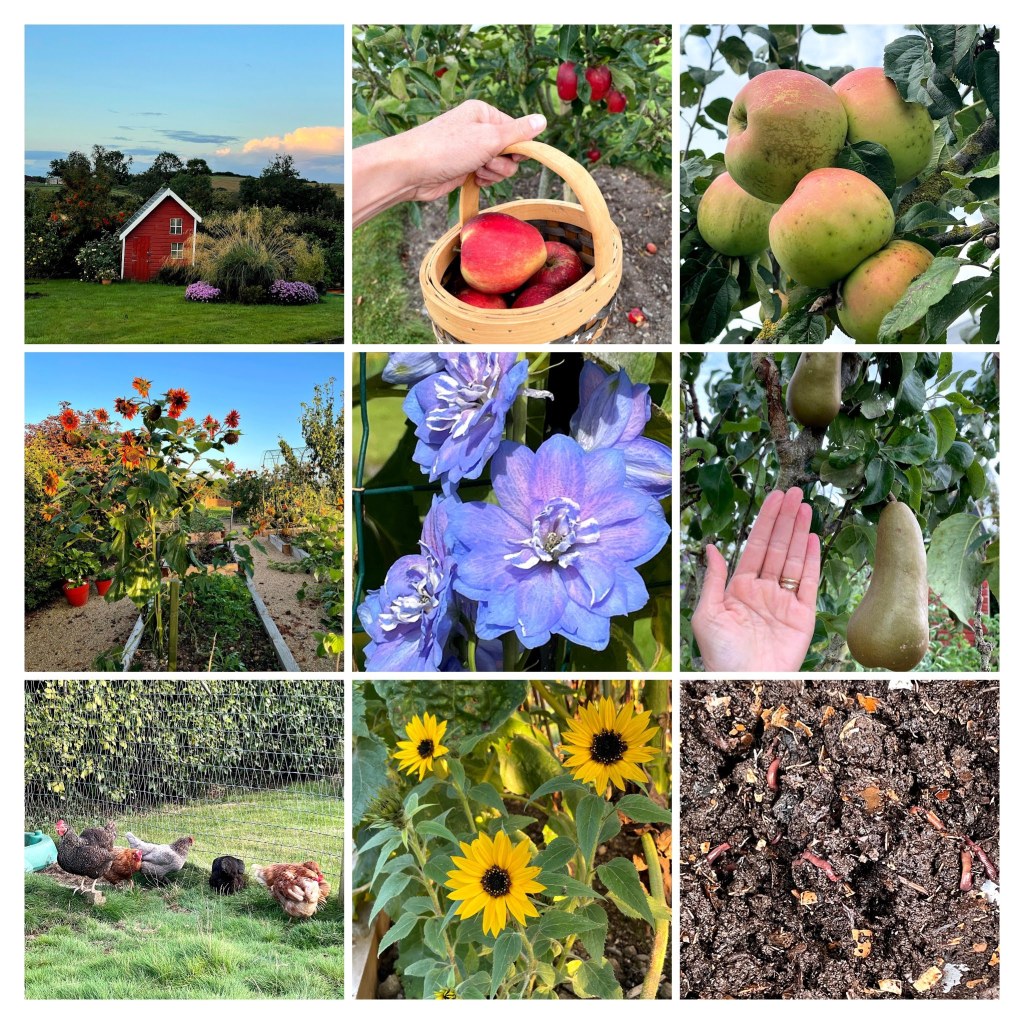 September collage of apples, pears, sunflowers, compost and chickens
