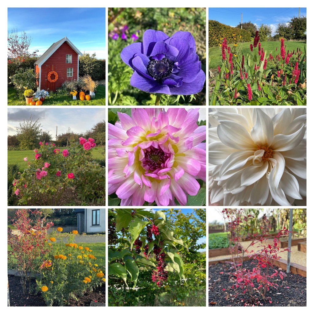 Collage from October & November of anemone, dahlia, roses, blueberry shrub, marigolds