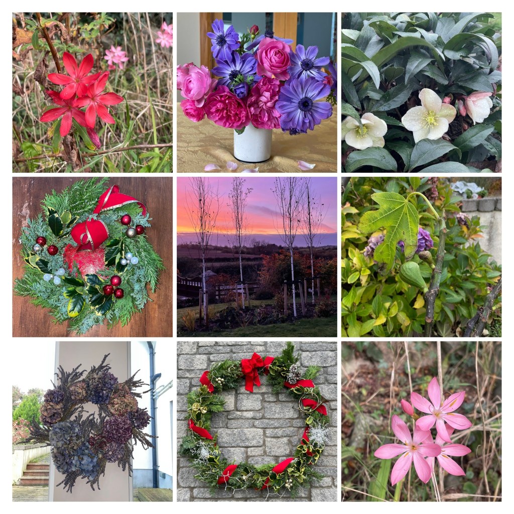 collage from November & December of wreaths, anemone, roses, hellebore and hesperanthus