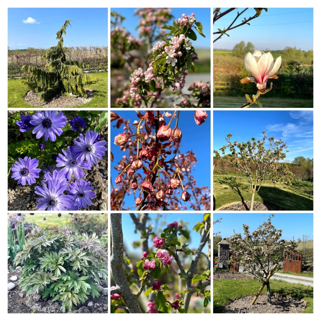 April collage of apple blossoms, cherry blossoms, anemone and magnolia