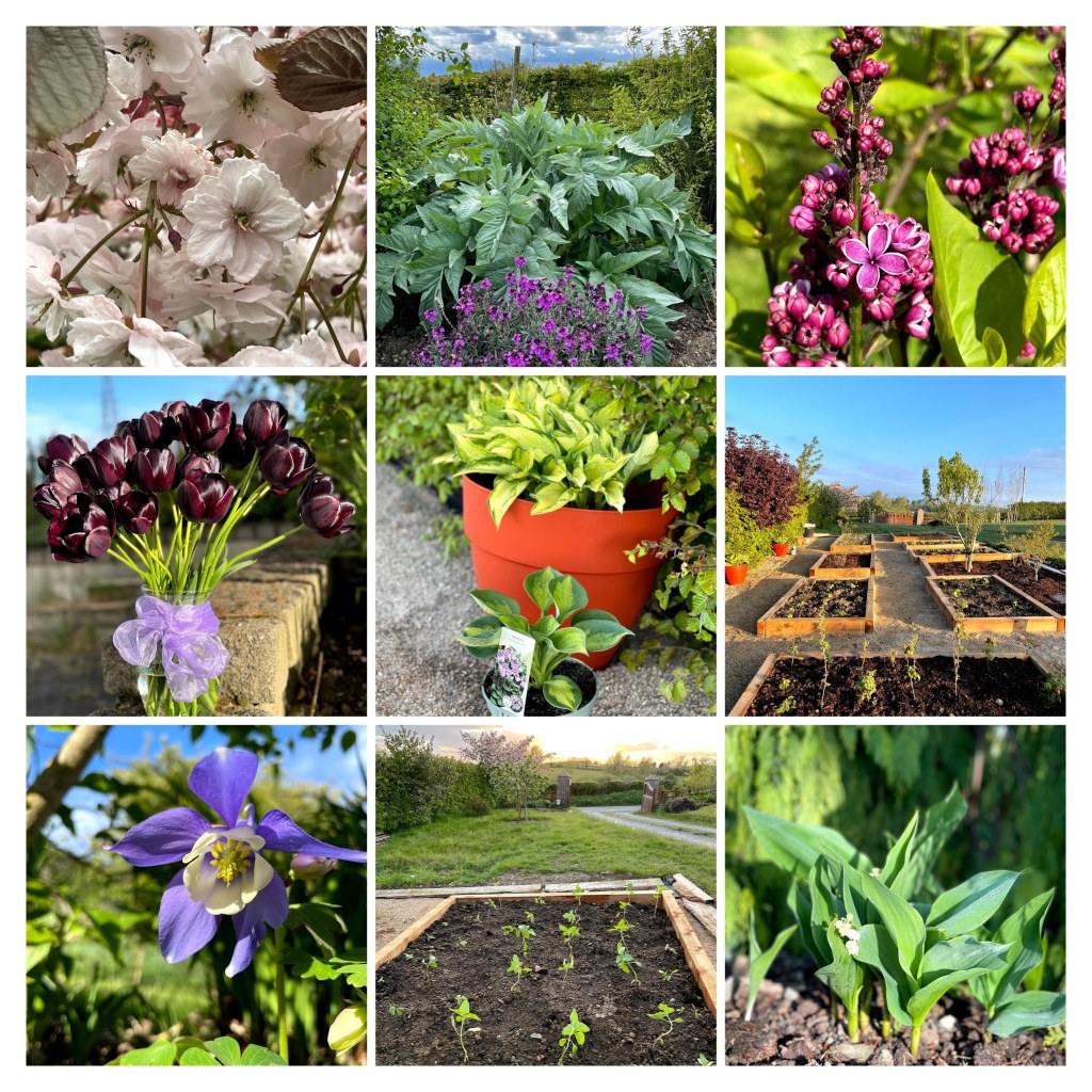 May collage of hosta, tulips, lilacs, cherry blossoms