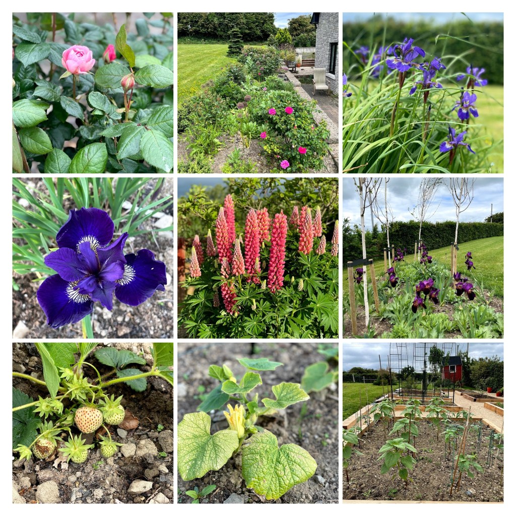 June collage of iris, roses, strawberries, pumpkins & lupin
