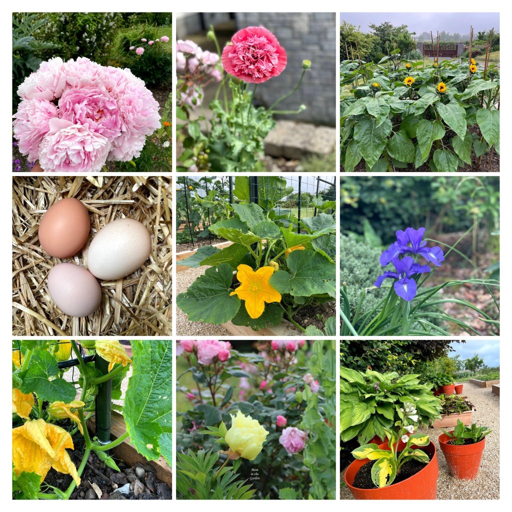 Collage of flowers from the garden in July: pumpkin flowers, peony, hosta, poppy, sunflowers, iris and eggs.