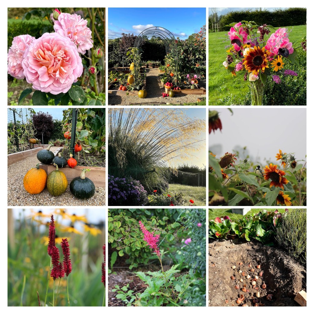 September collage of roses, pumpkins, ornamental grass, tulip bulbs