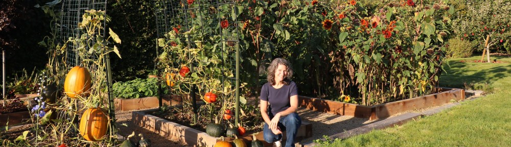 September garden with pumpkins, sunflowers and Dana