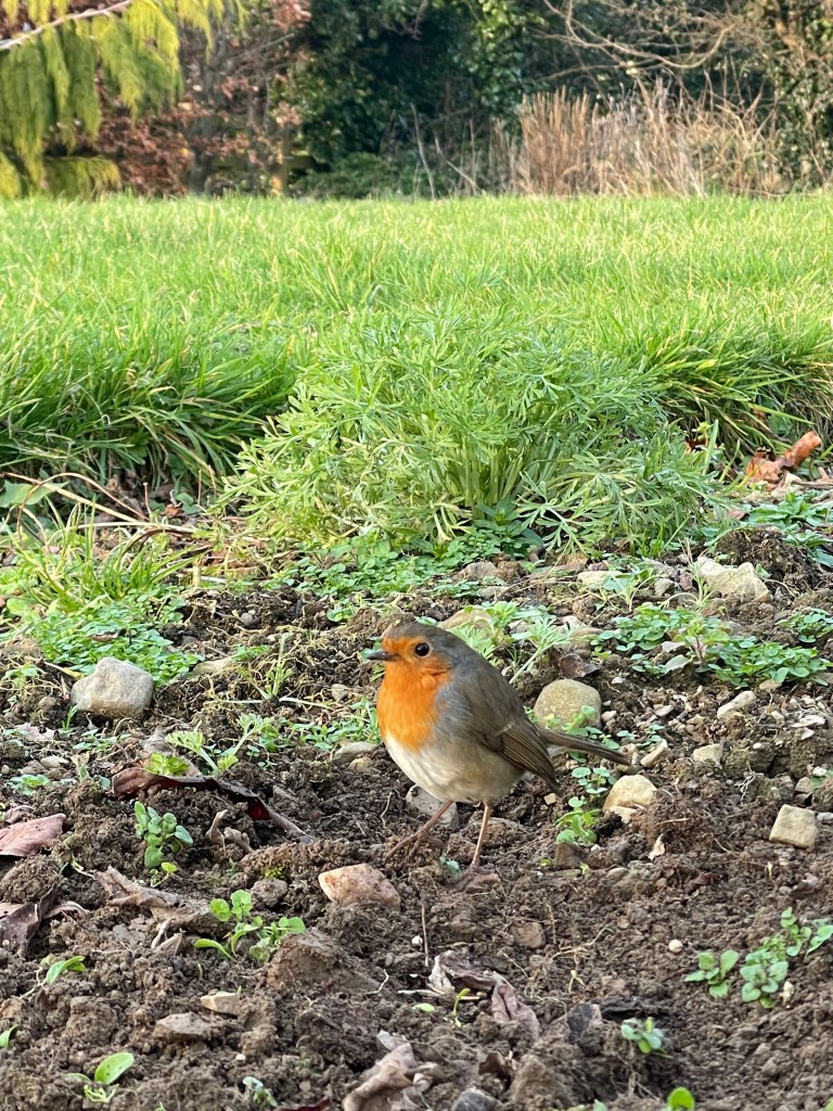 Irish Robin