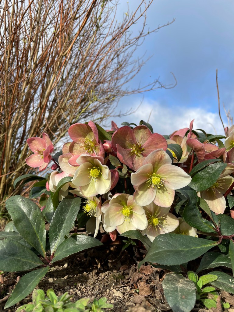 Helleborus Winter Sunshine