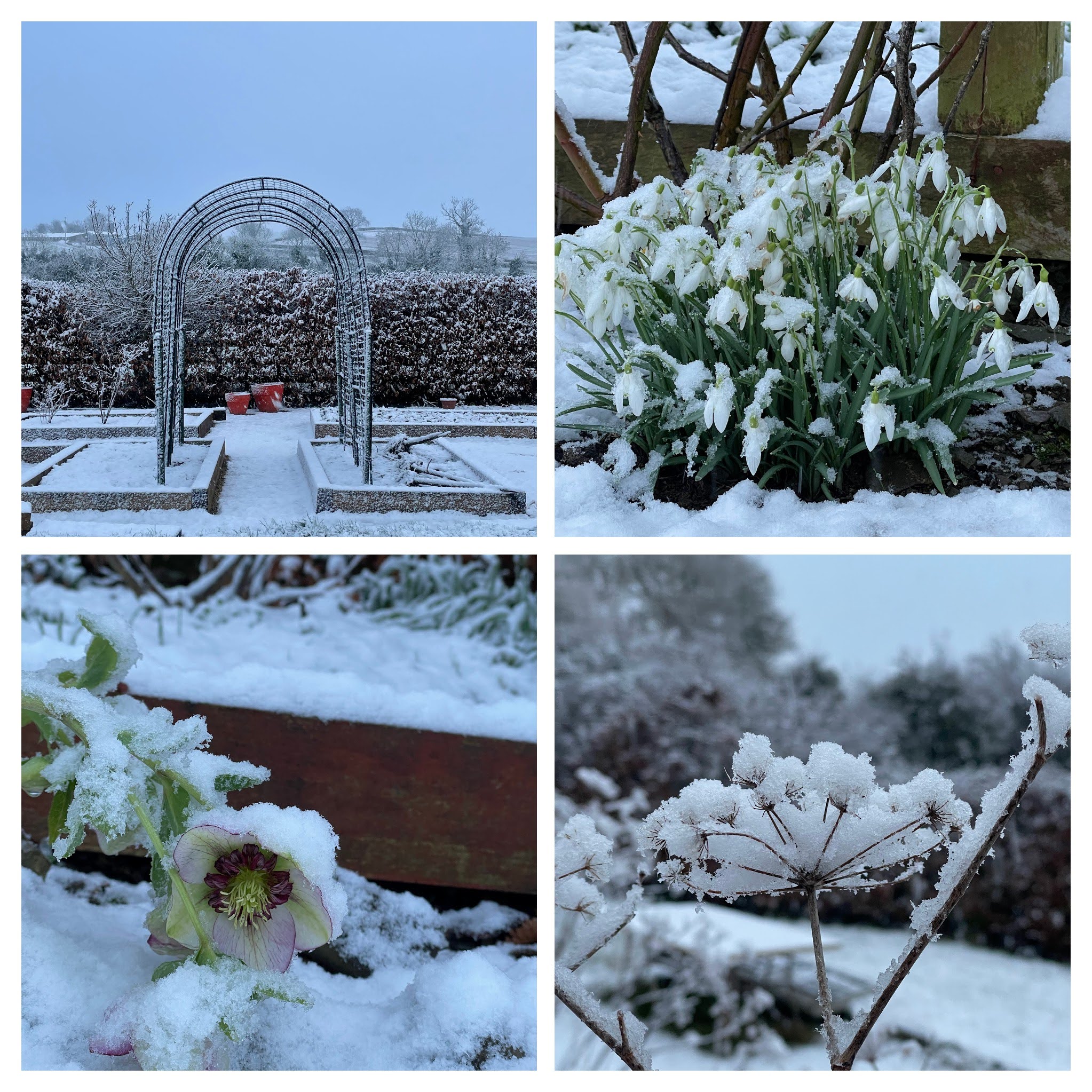 snow garden with snowdrops, hellebore, fennel and garden arch.