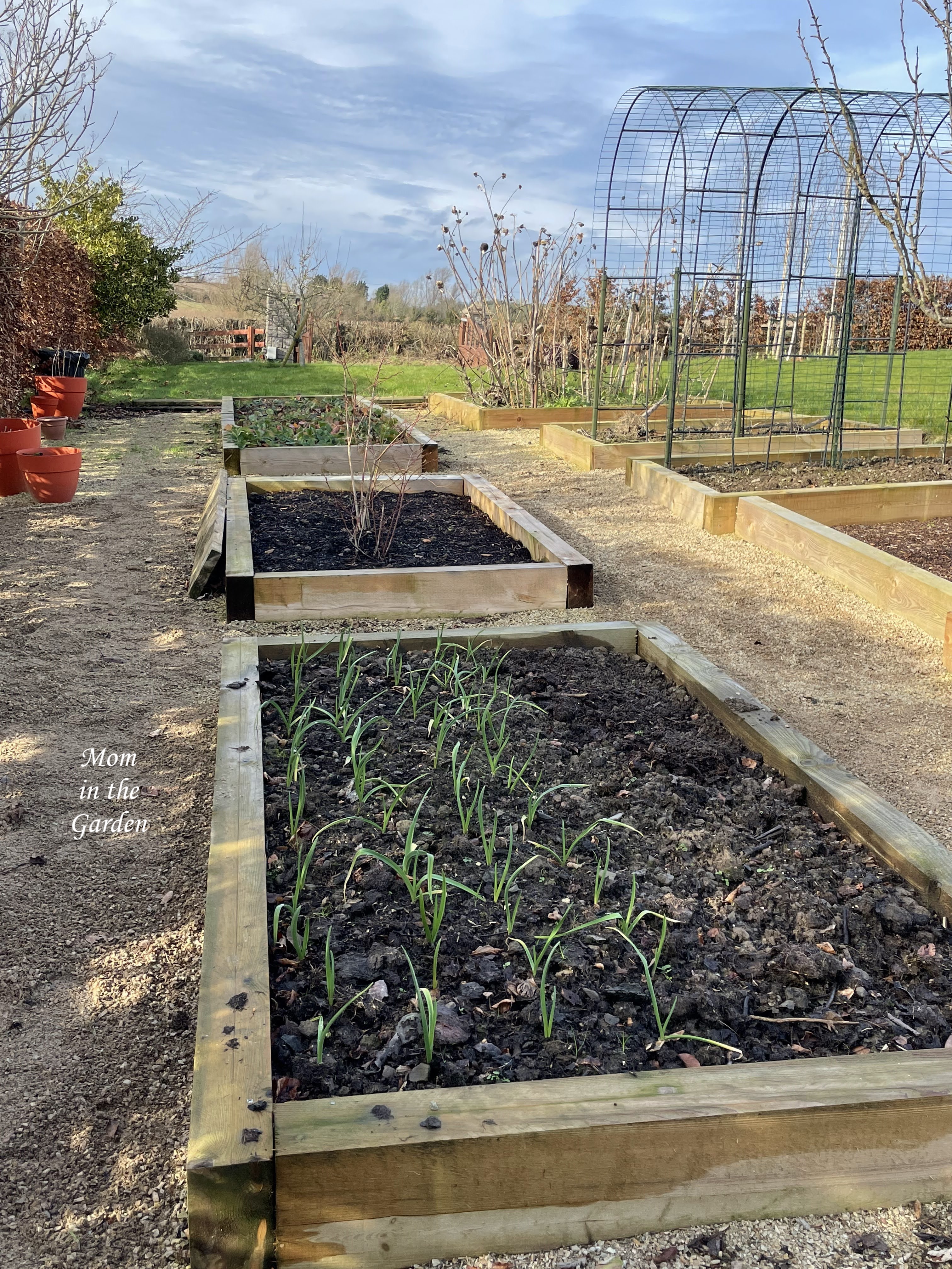 view of the winter garlic mid Feb 2022