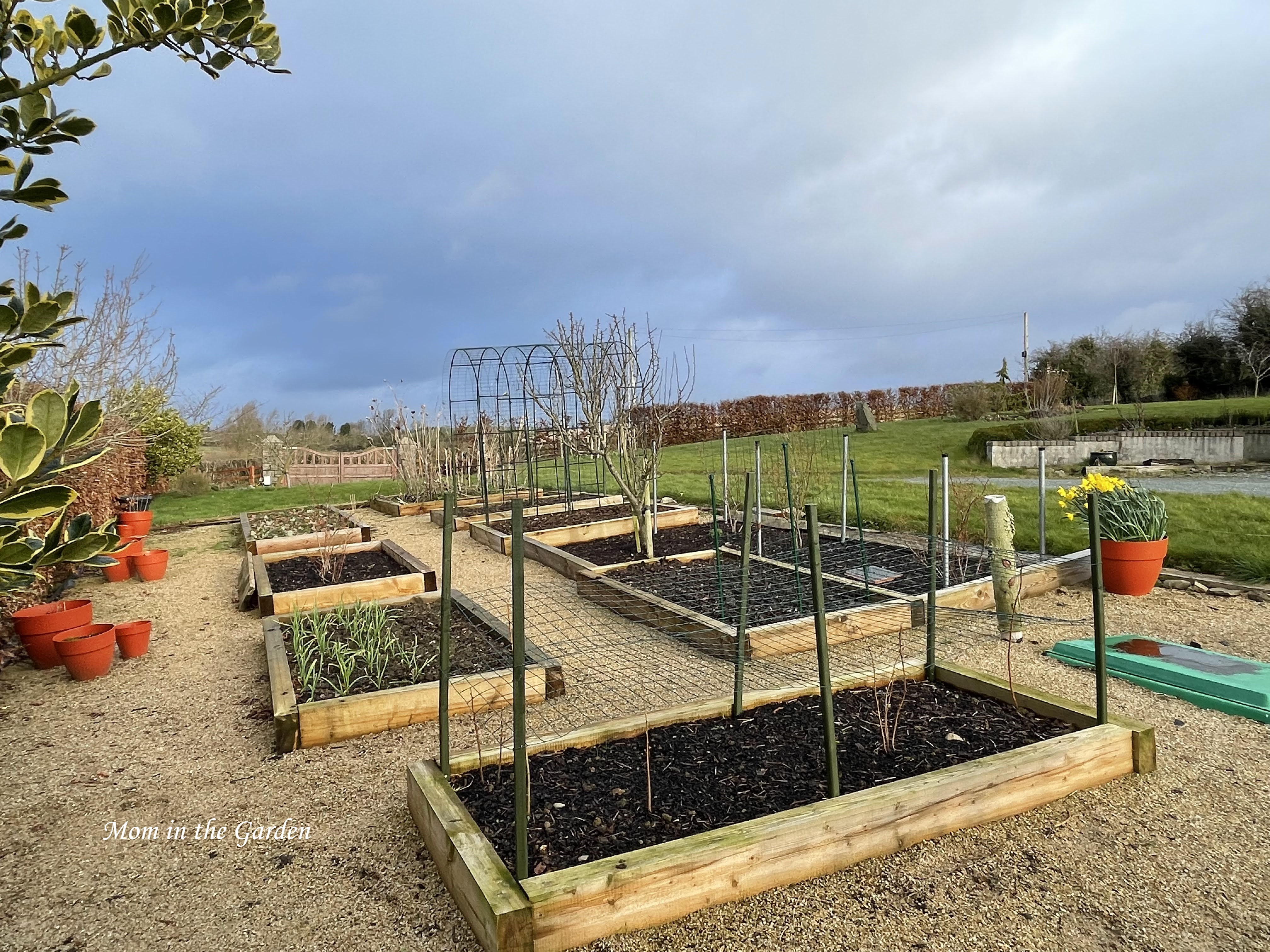 View of the garden beds in March