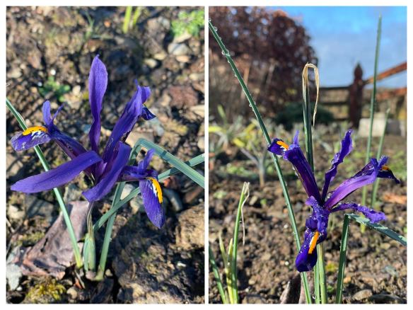 Iris Reticulata