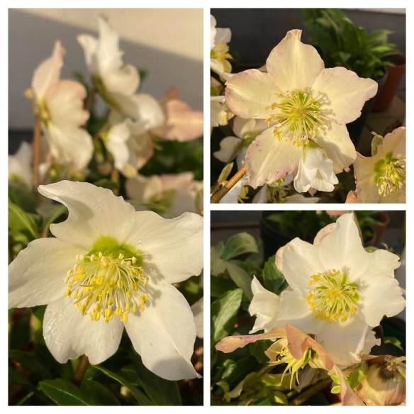 Helleborus Aspen High