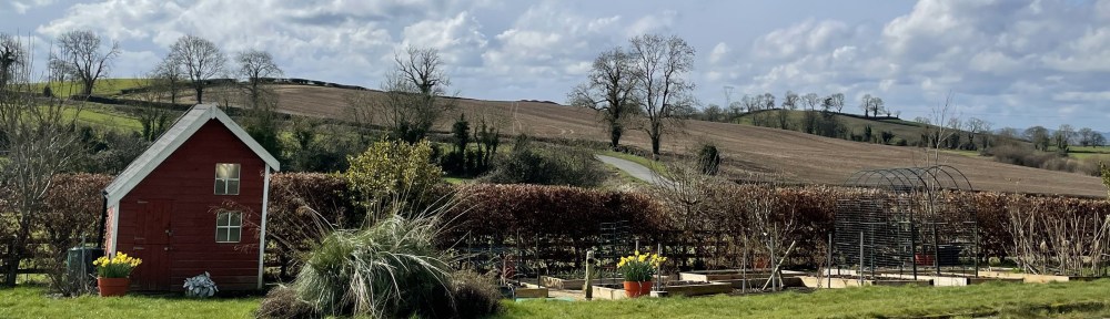 March view of the garden with daffodils