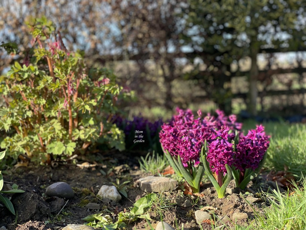 Hyacinth Woodstock and Bleeding hearts