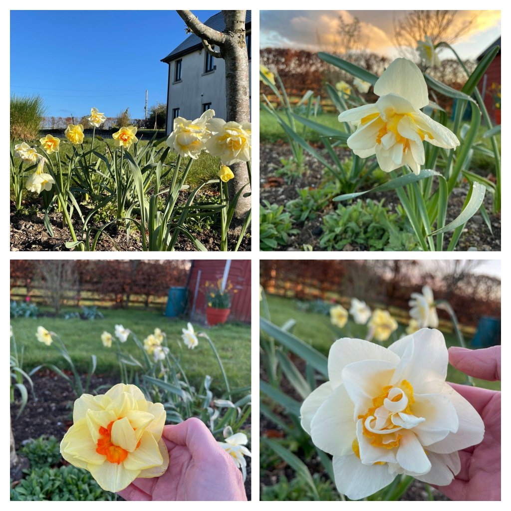 collage of double daffodils under the apple tree