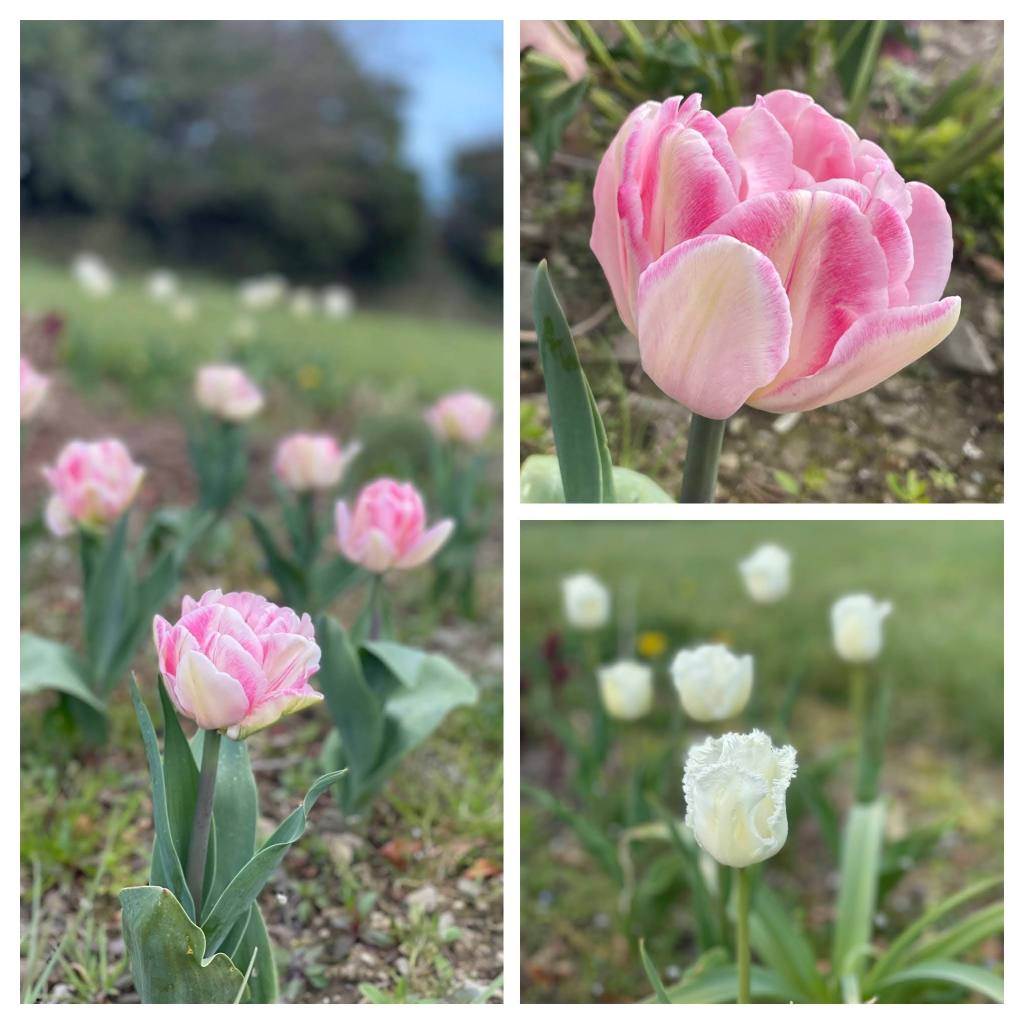 collage of tulips