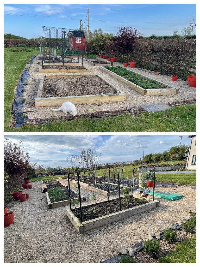 View of the new border plants around the raised bed garden