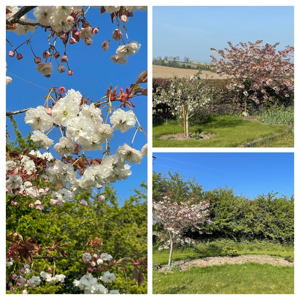 collage of cherry tree in full bloom