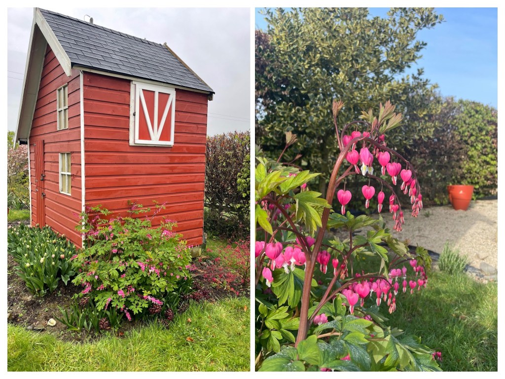 Bleeding Heart - Lamprocapnos spectabilis (old name Dicentra spectabilis)