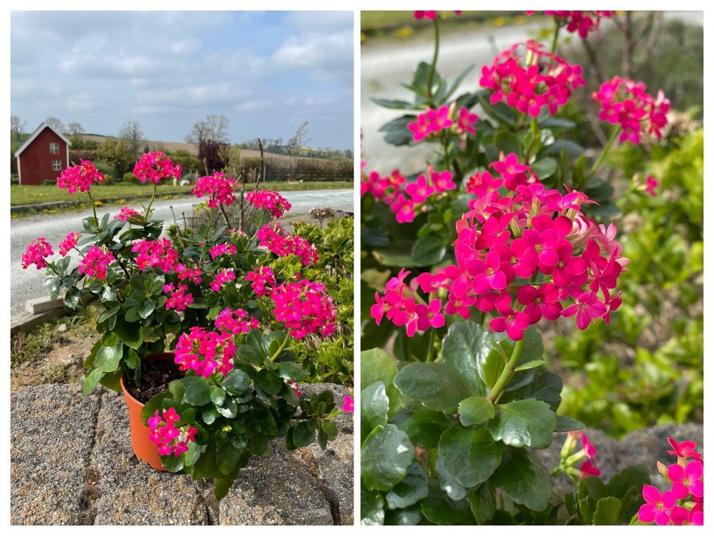 kalanchoe blossfeldiana houseplant with pink flowers