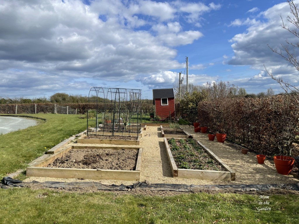 View of Little Lime hydrangeas freshly planted as a wall
