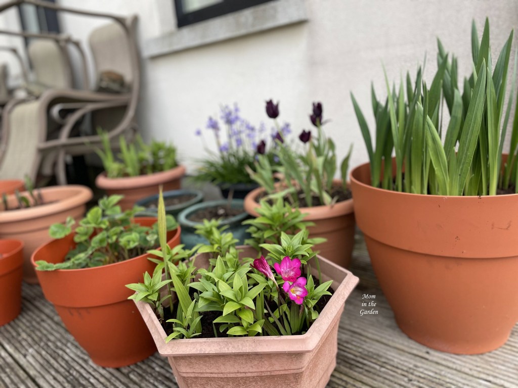 Garden planters in May