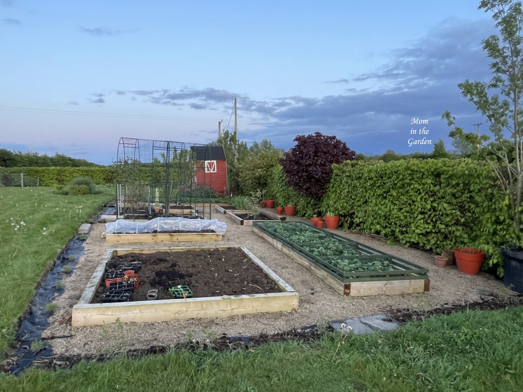 view of whole raised bed garden at dusk
