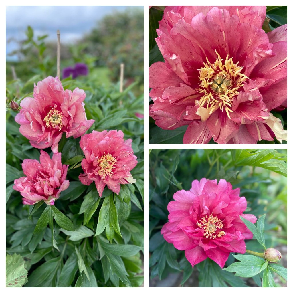 Paeonia 'Hillary' Itoh