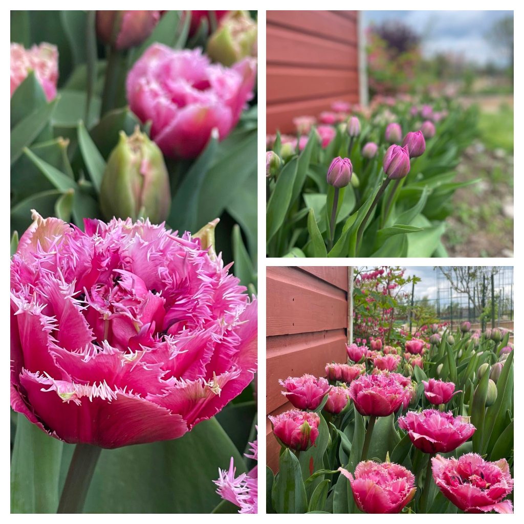 Tulip Lilac perfection and Tulip Mascotte