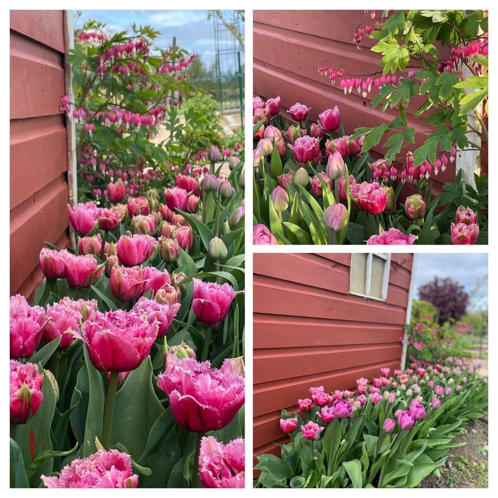 Tulip Lilac perfection and Tulip Mascotte with bleeding heart plant