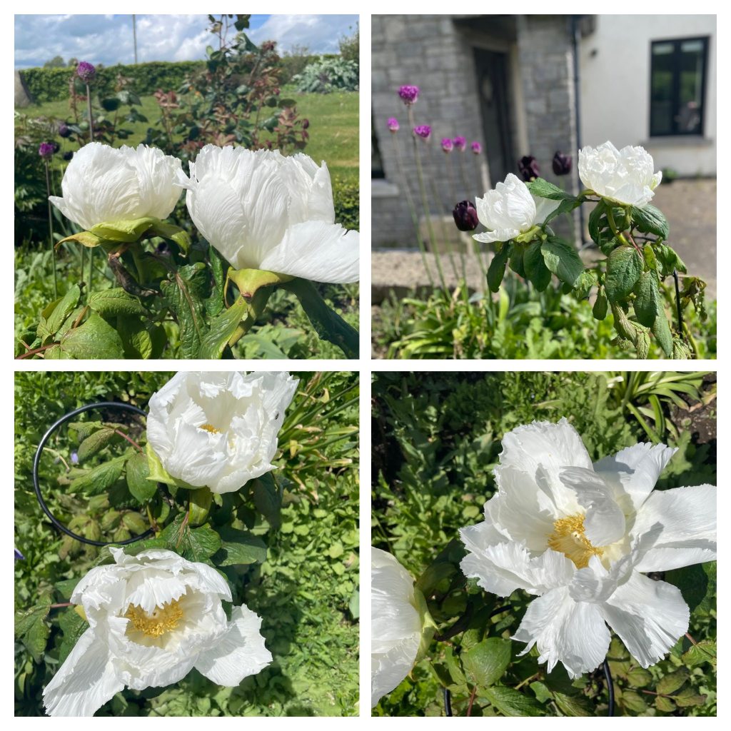 Tree Paeonia Renkaku