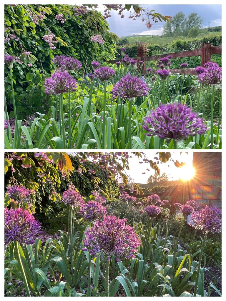 Allium Purple Sensation