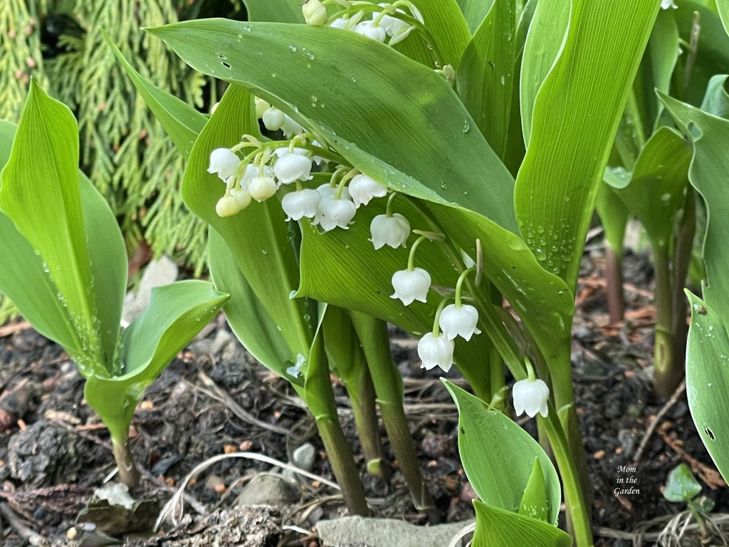 Lily of the valley in May