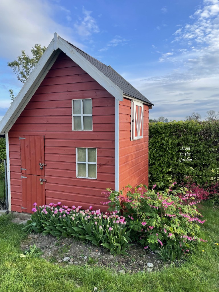 Playhouse with tulips and bleeding heart