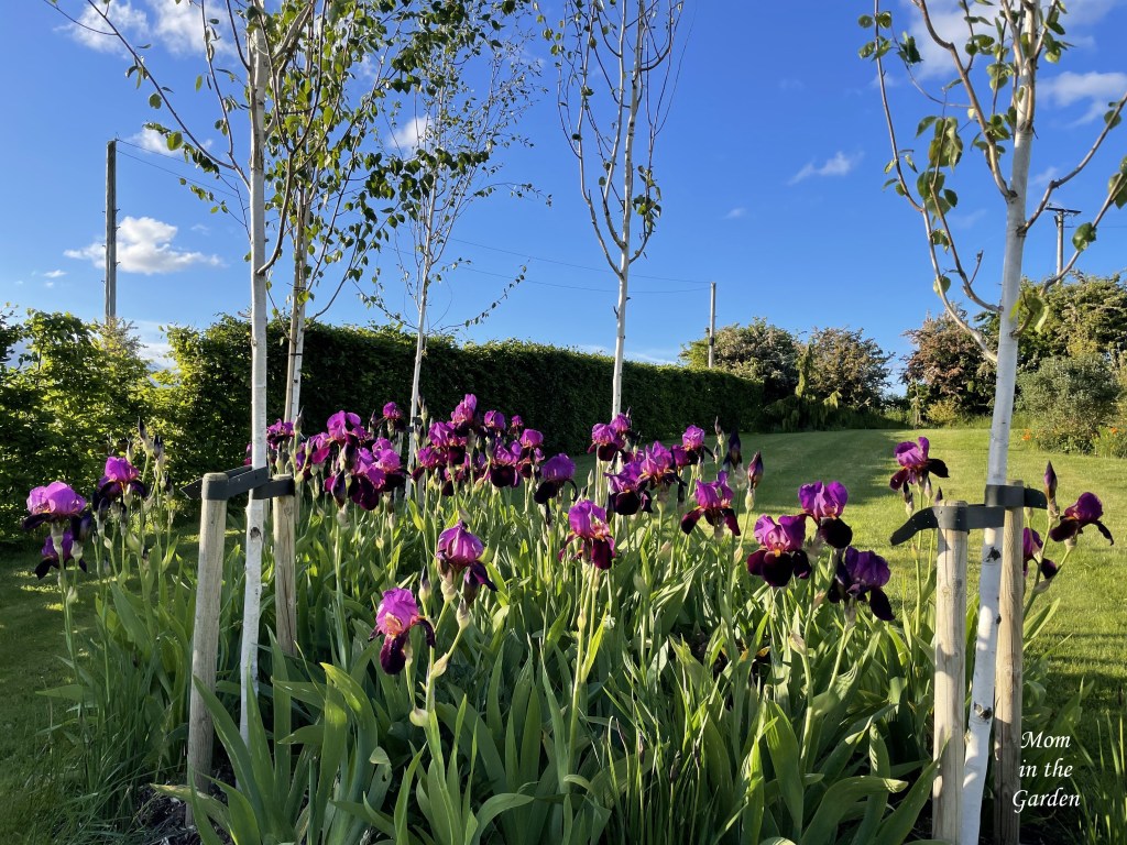 bearded iris Benton Storrington