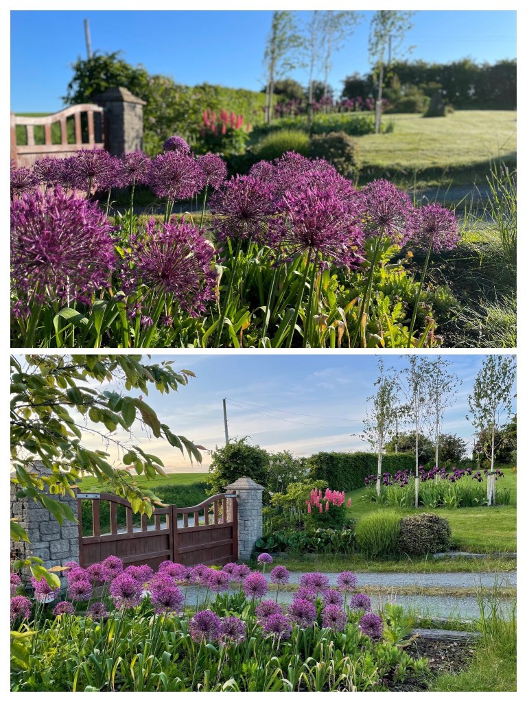 Purple Sensation allium