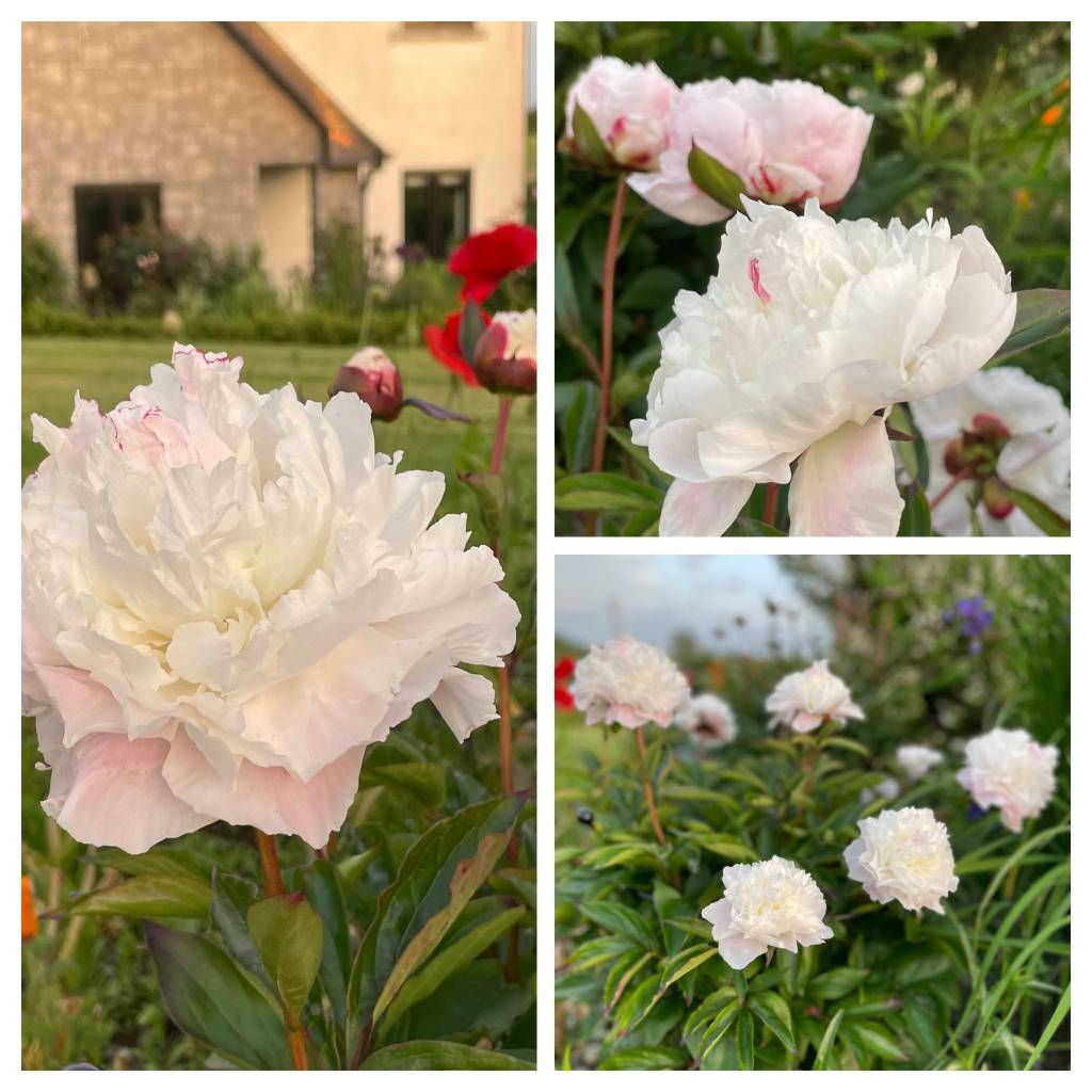 White peony