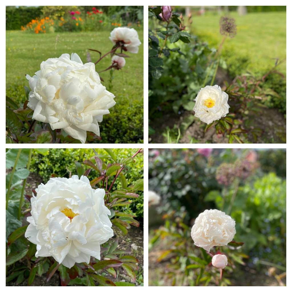 Peony Gardenia