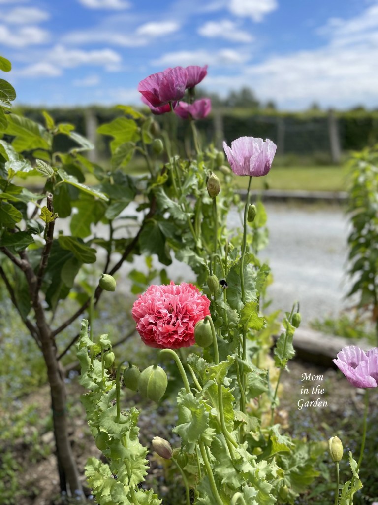three colors poppies