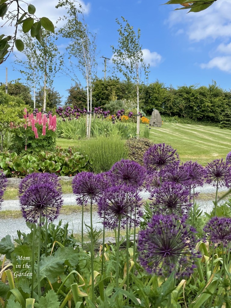 View of allium lupine iris