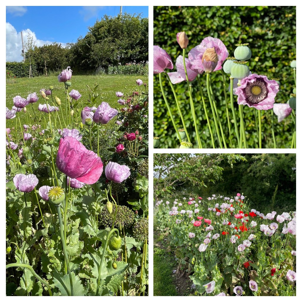 collage of poppies