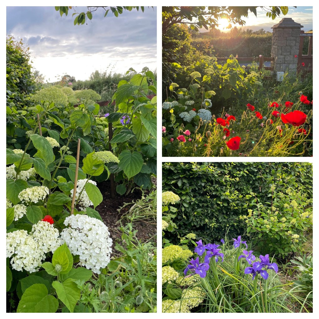 collage of Incrediball (strong Annabelle hydrangea), Dutch iris and red poppies.