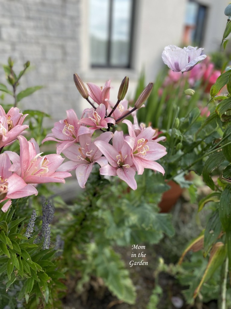 light pink lilies