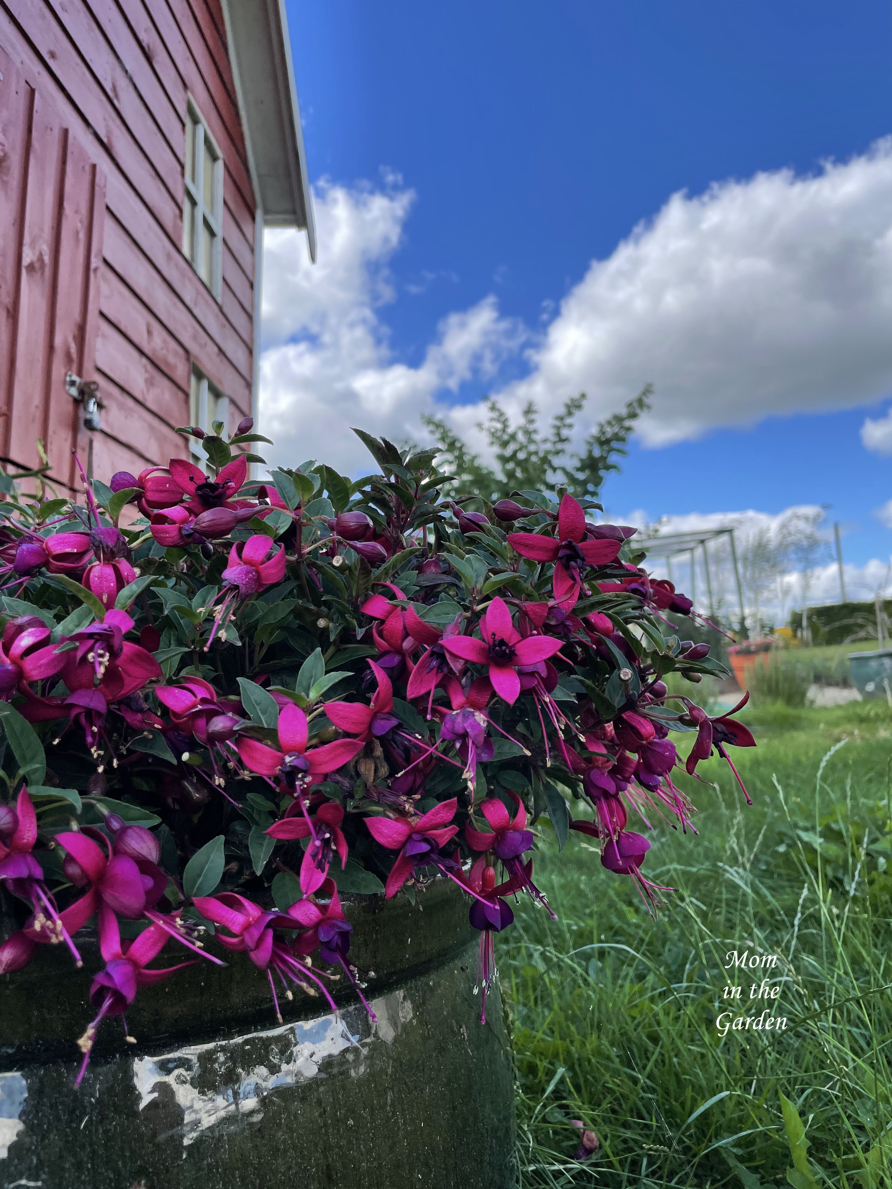 Bella fuchsia in full bloom